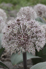 Allium - karataviense