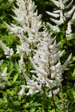 Astilbe - Bridal Veil