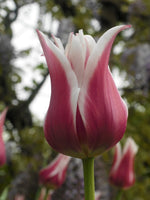 Tulip - Ballade