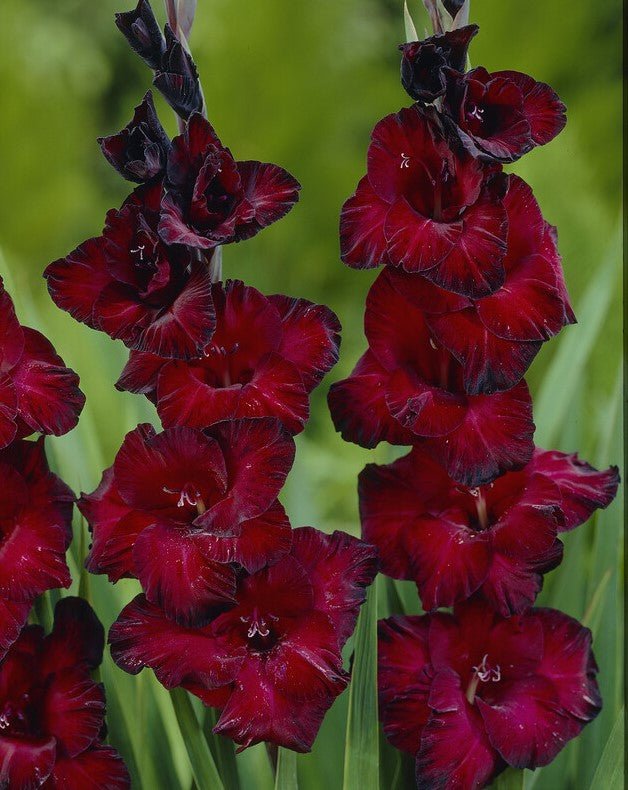 Gladiolus - At Night
