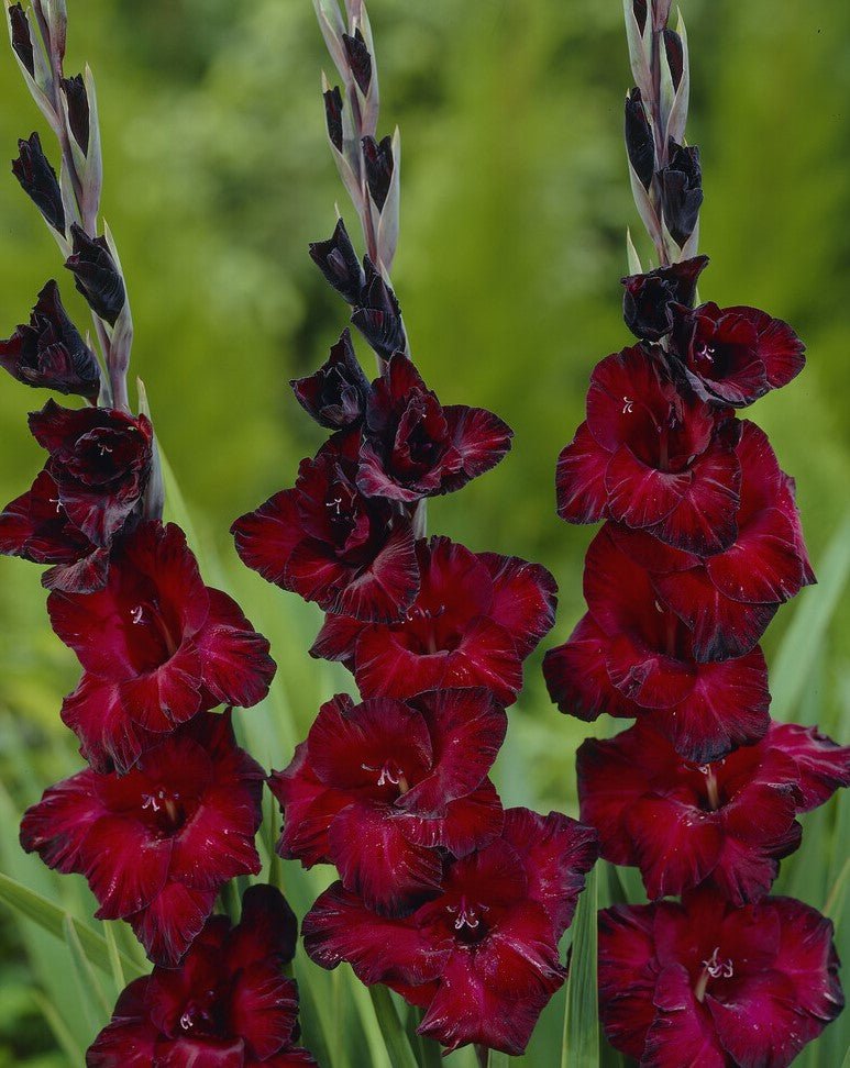 Gladiolus - At Night