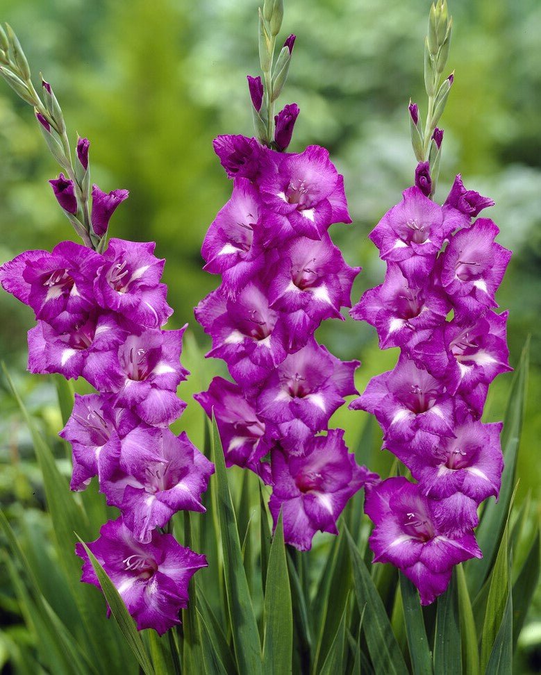 Gladiolus - Blue Isle