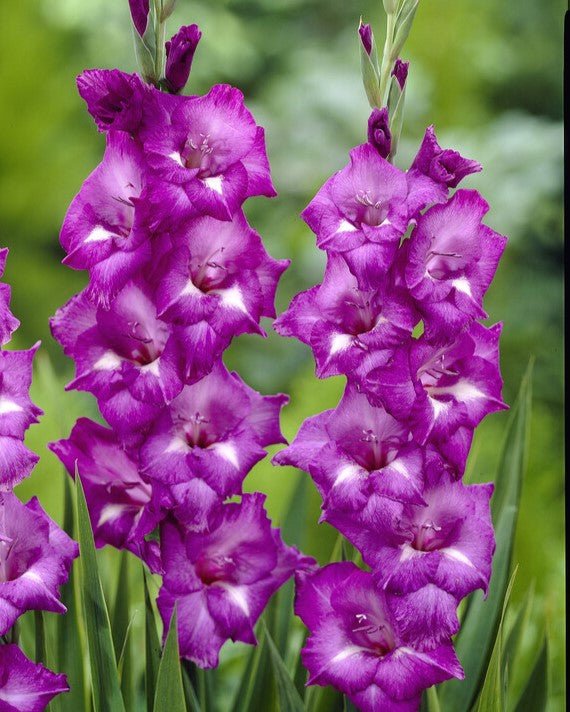 Gladiolus - Blue Isle