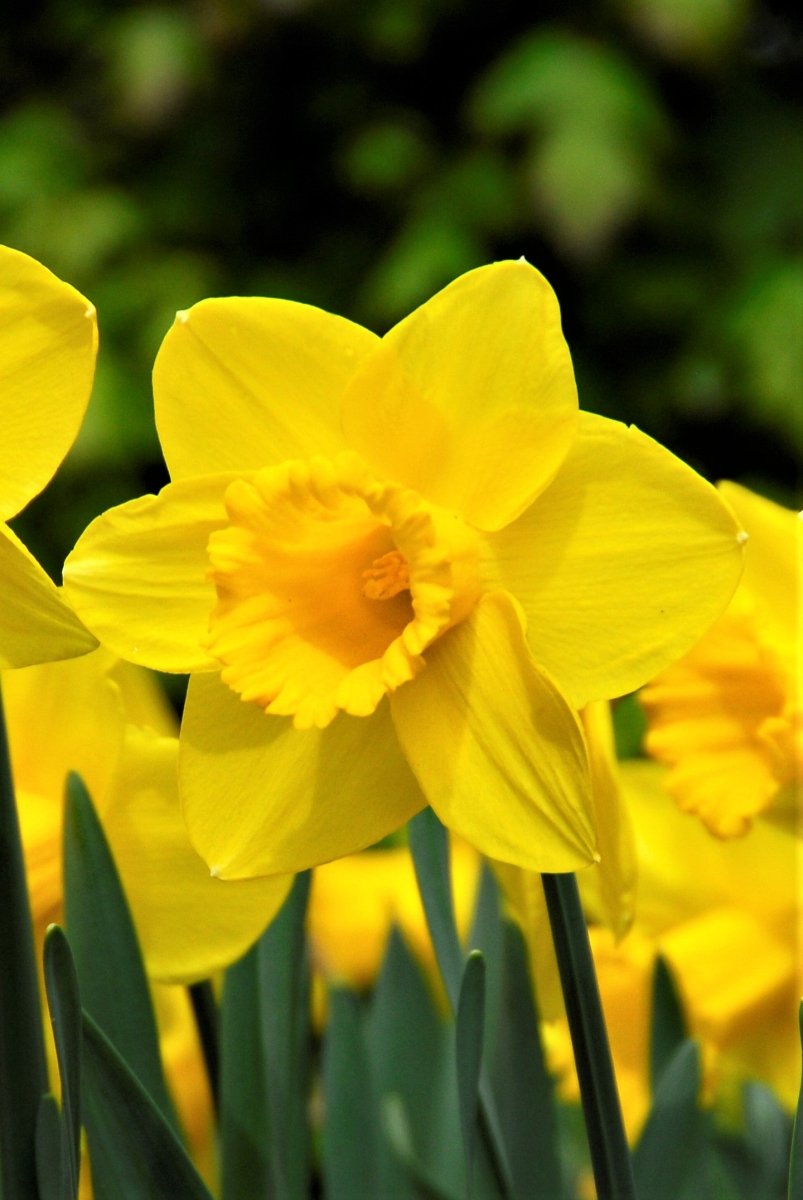 Daffodil - Carlton