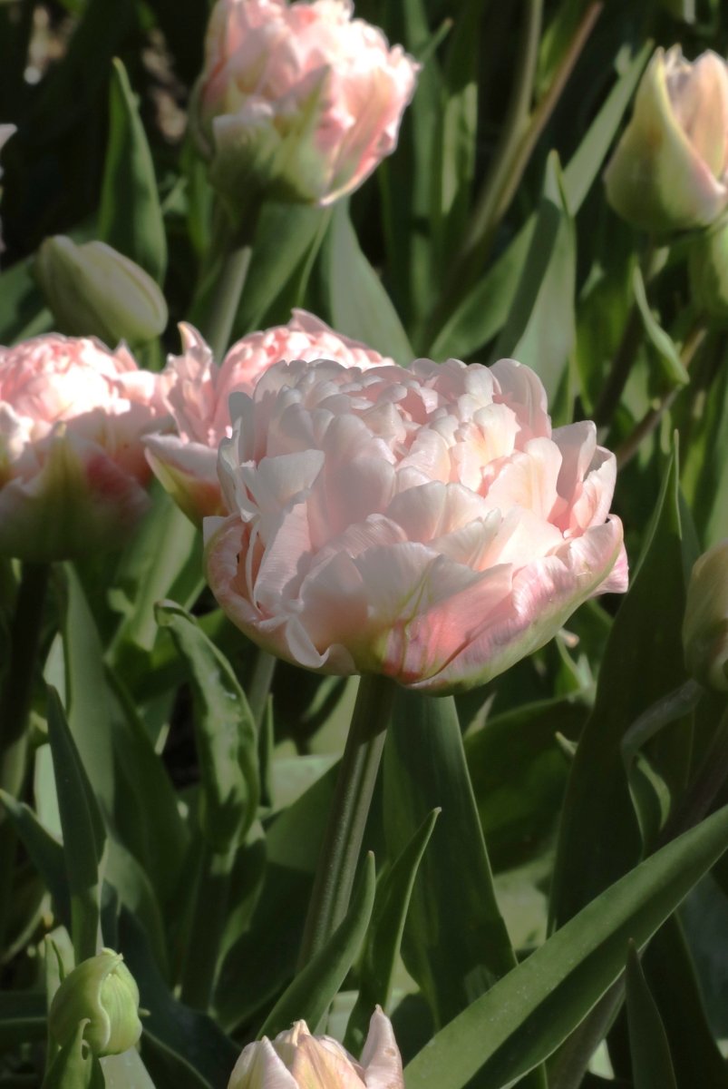 Dreamer Tulip Bulbs DutchFlowerBulbs