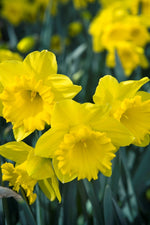 Daffodil - Dutch Master
