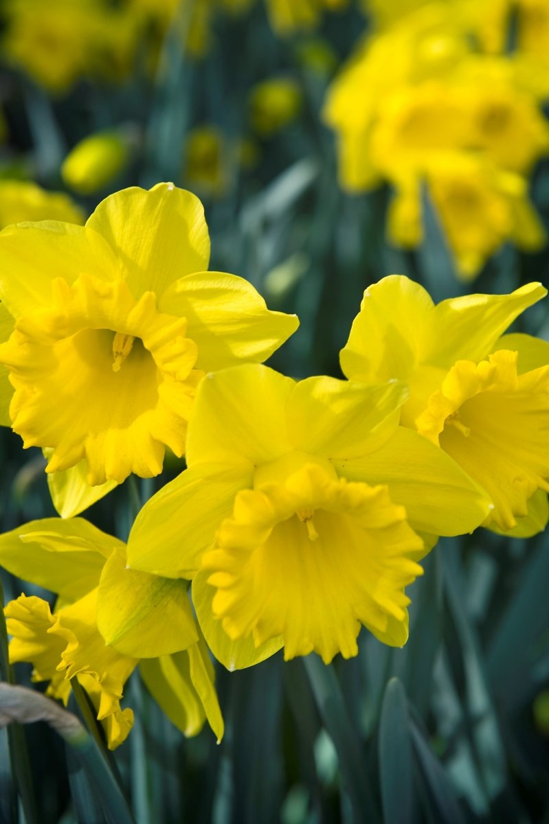Daffodil - Dutch Master