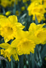 Dutch Master daffodil, a golden trumpet heralding spring's arrival.