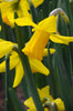 February Gold daffodil: a bright early bloomer welcomes spring.