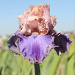Bearded Iris - Florentine Silk