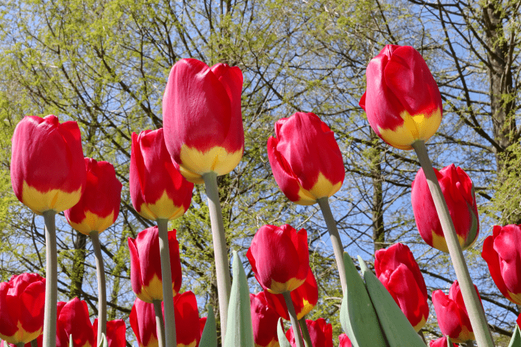 Tulip - Fostery King