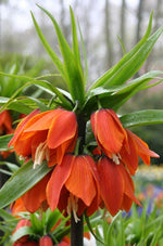Fritillaria - Rubra