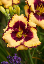 Daylily - Open My Eyes