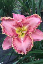 Daylily - Princess Tutu