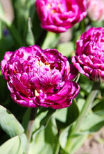 Tulip - Blue Spectacle