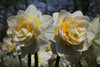 Group of daffodil lingerie in full bloom, white petals and orange heart