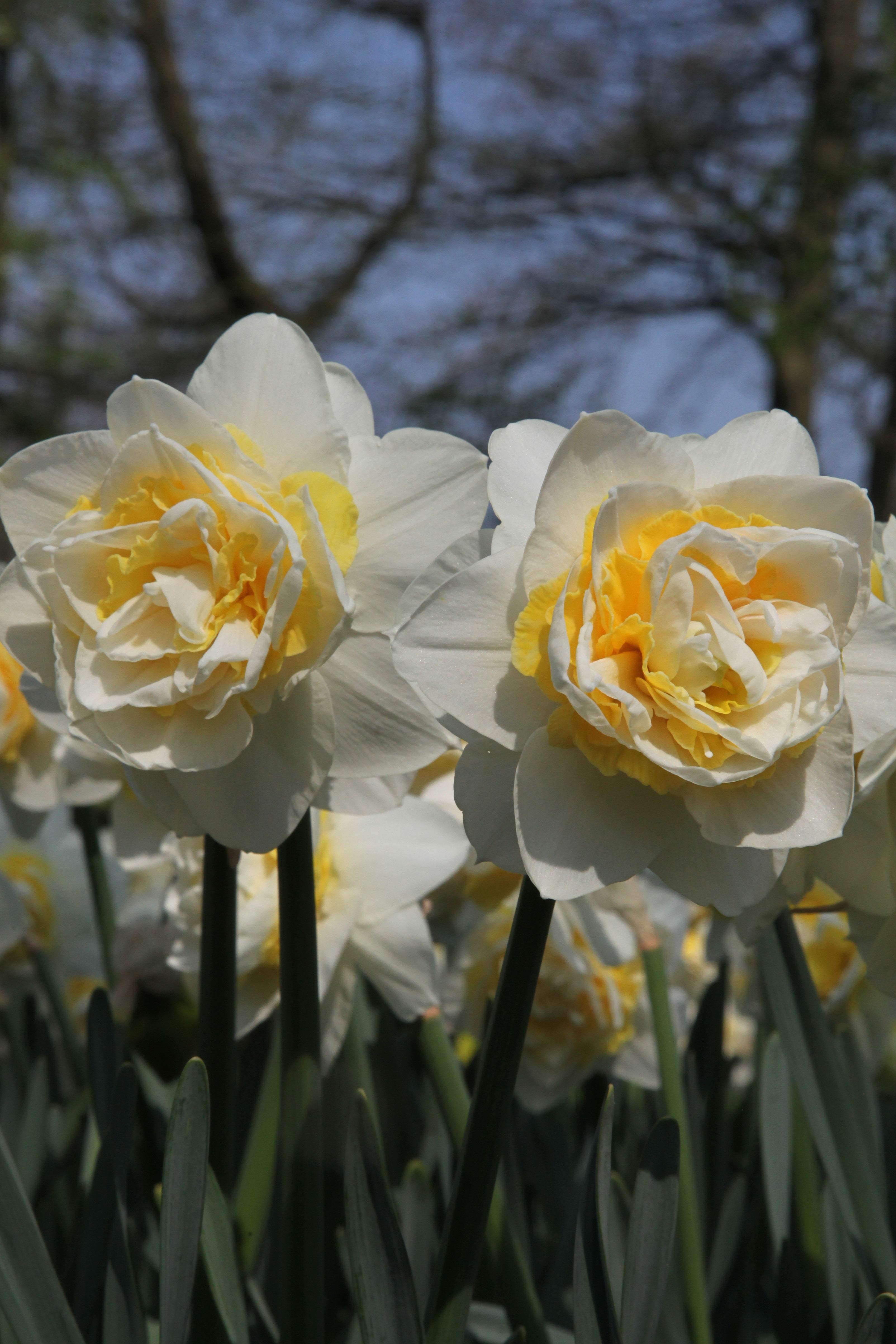 Daffodil Lingerie has white petals, and a orange ruffled heart