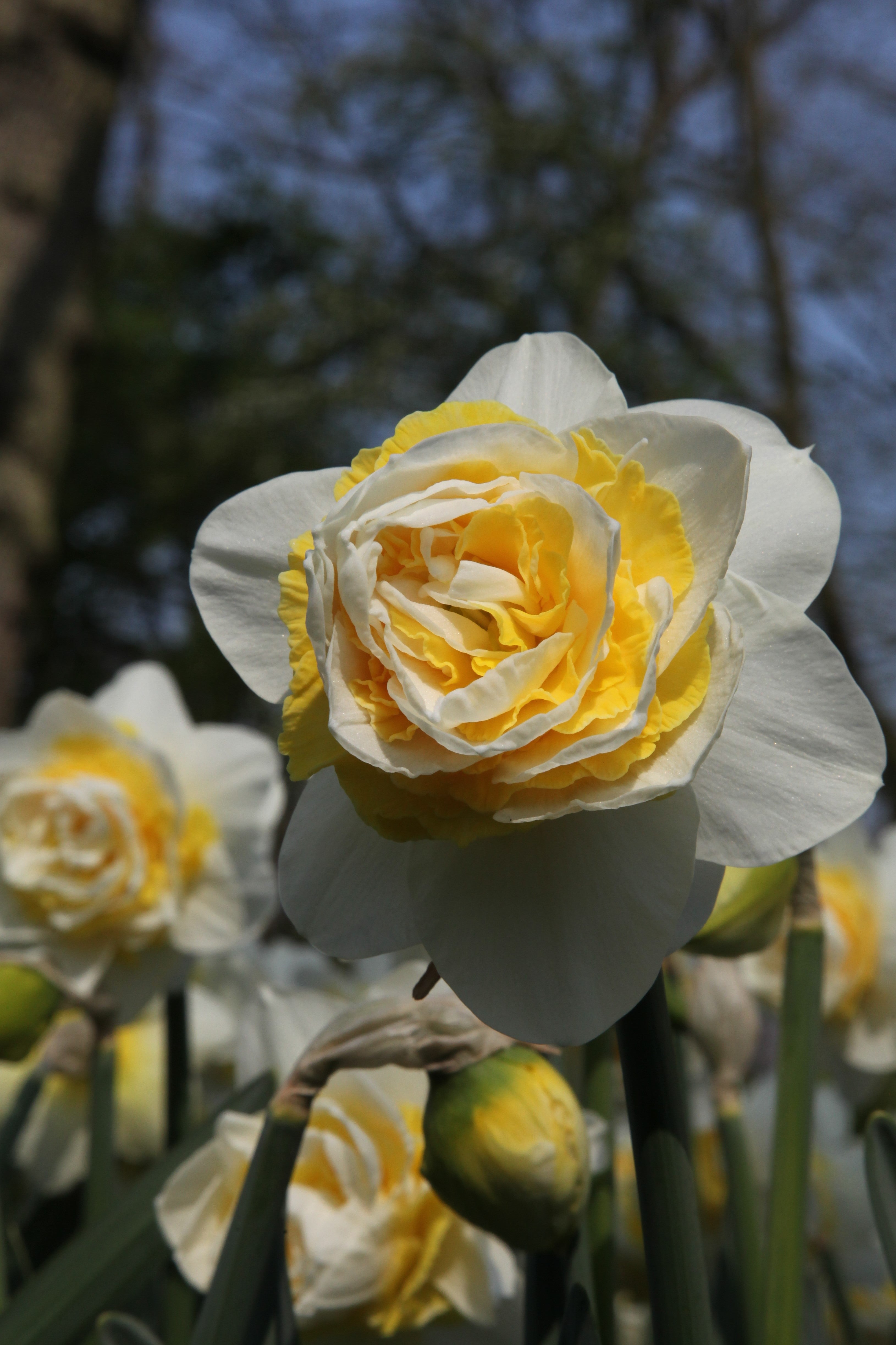 Close-up of daffodil Lingerie with white petals and orange heart