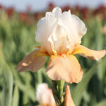Bearded Iris - Invitation
