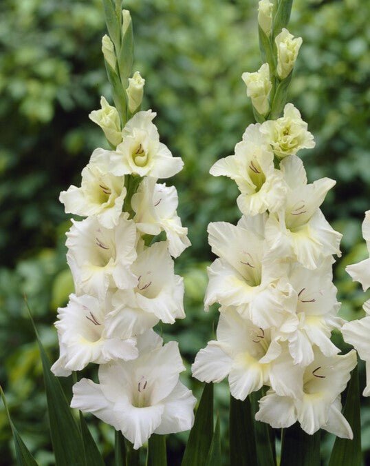 Gladiolus - Ivory Priscilla