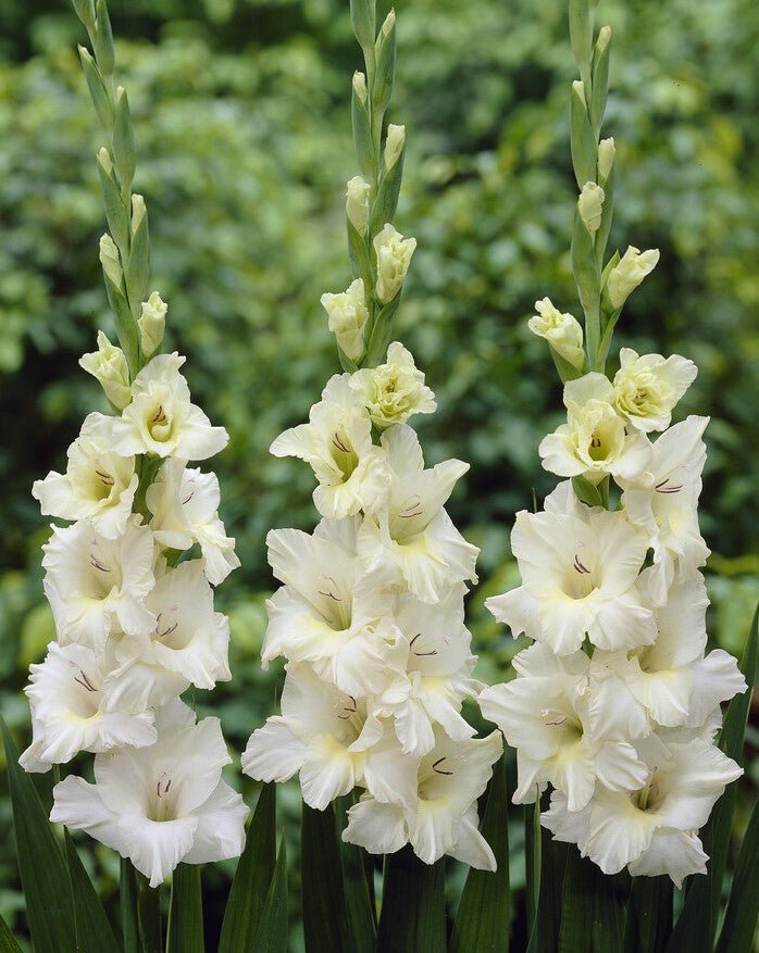 Gladiolus - Ivory Priscilla