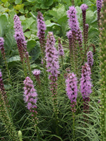 Liatris - spicata Blue