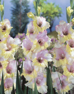 Gladiolus - Mon Amour