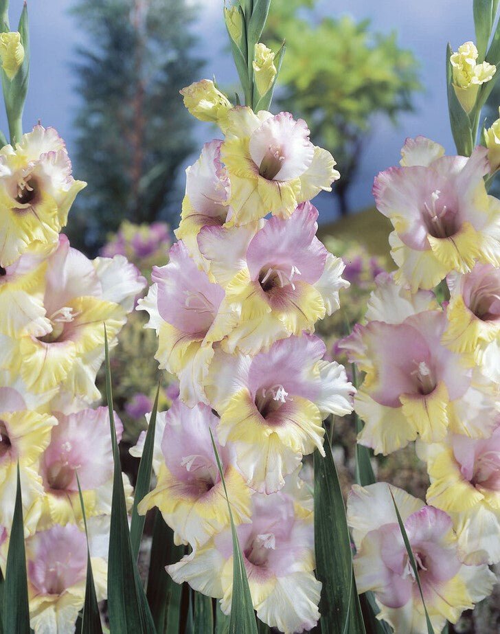 Gladiolus - Mon Amour