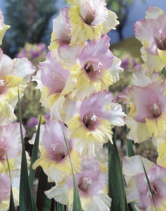 Gladiolus - Mon Amour