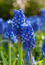 Grape Hyacinth - Armeniacum