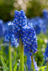 Close-up of Muscari Armeniacum, an unusual flower with blue petals