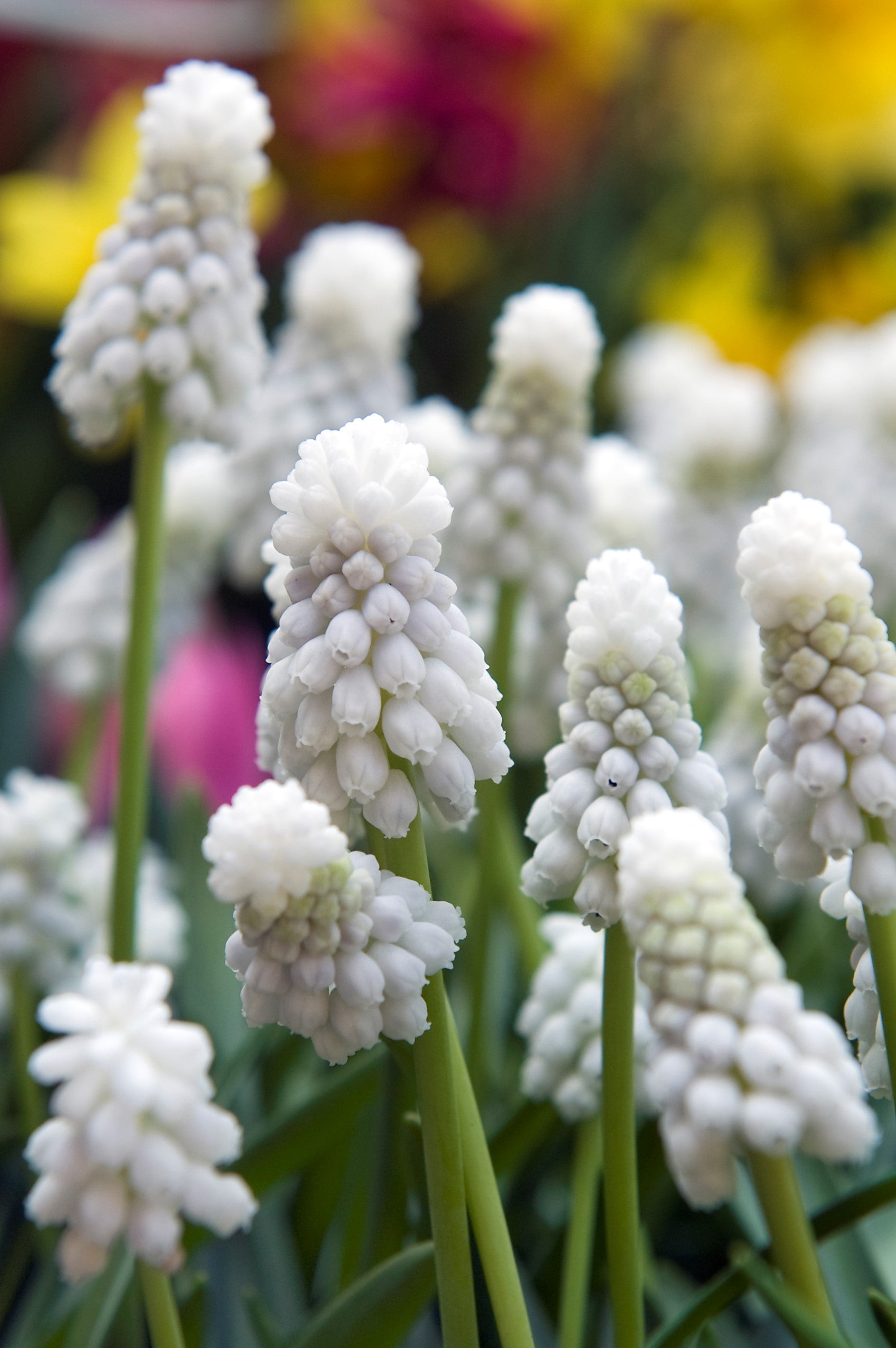 Enchanting White Magic Grape Hyacinth brightening gardens with snowy charm