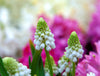 Snow-white Grape Hyacinth: White Magic adds magic to floral displays.