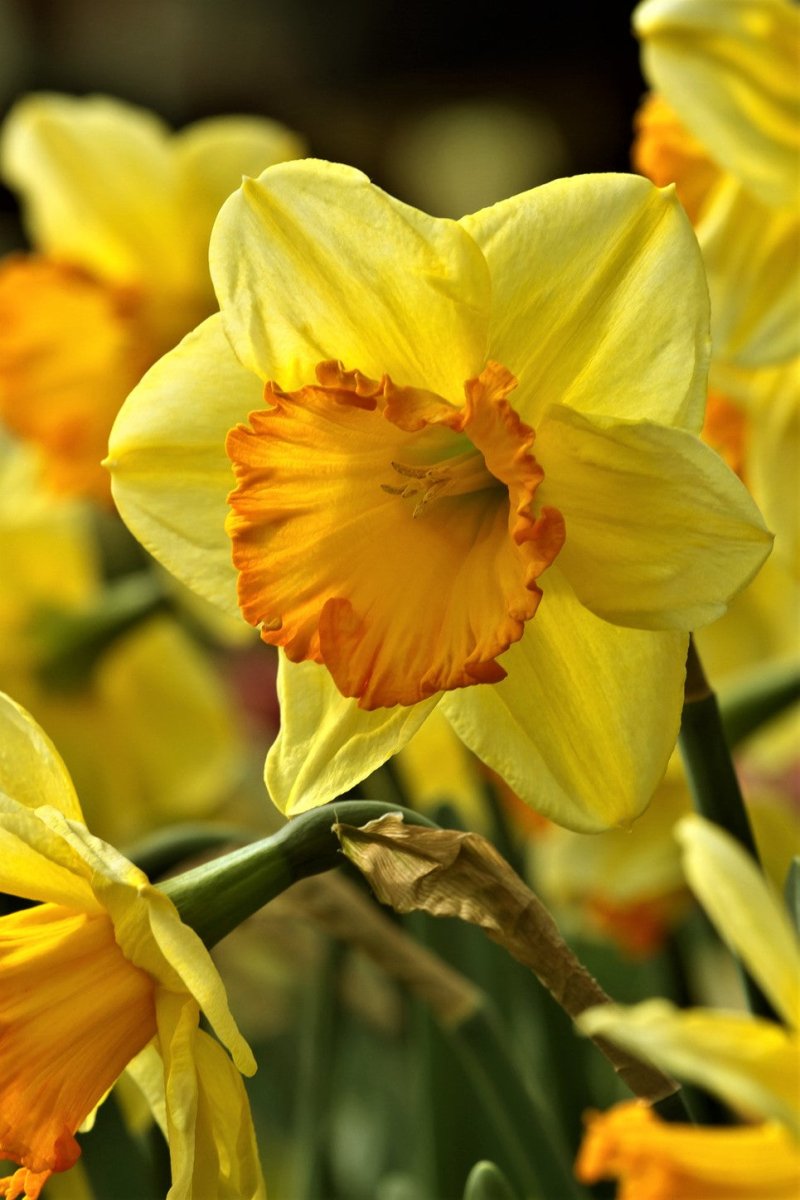 Daffodil - Bright Jewel