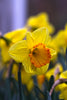 Daffodil Bright Jewel has golden-yellow petals and orange heart