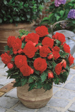 Begonia - Non Stop Copper