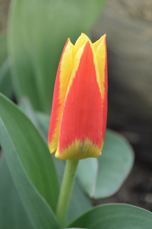 Tulip - Stresa