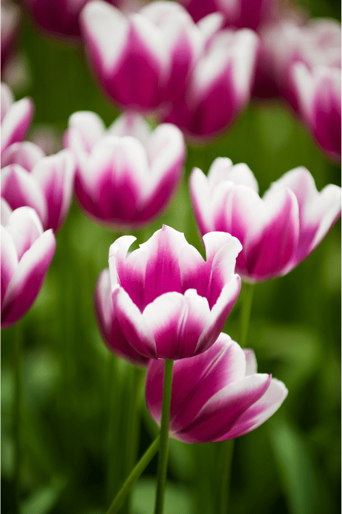 Tulip - Synaeda Blue