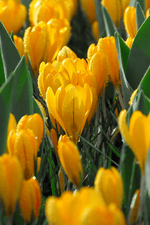 Crocus - Yellow Mammoth