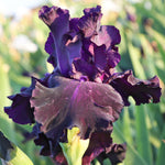Bearded Iris - Ozark Rebounder