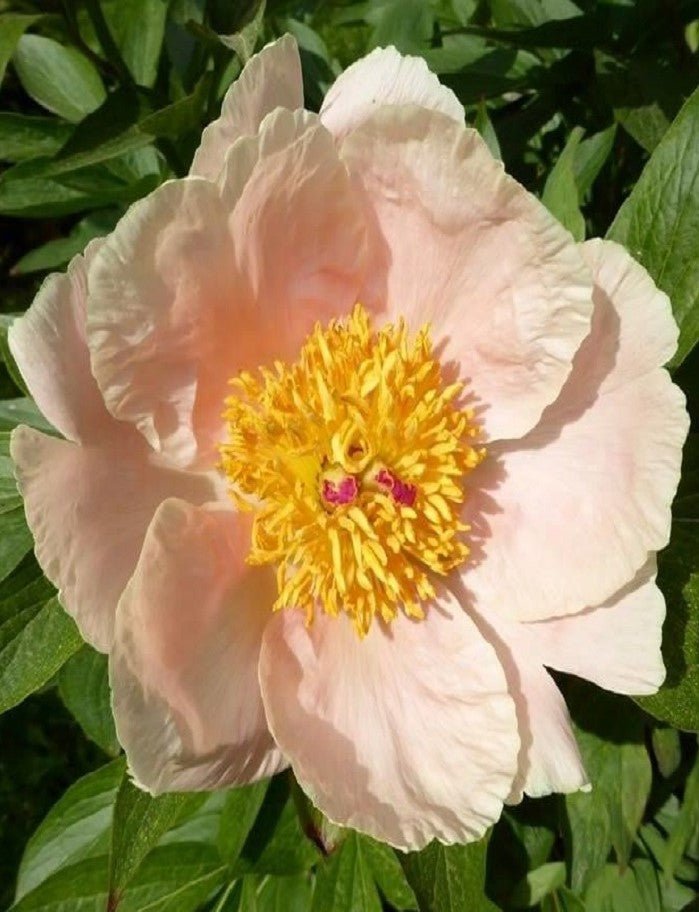 Peony - Apricot Whisper