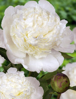 Peony - Bowl of Cream