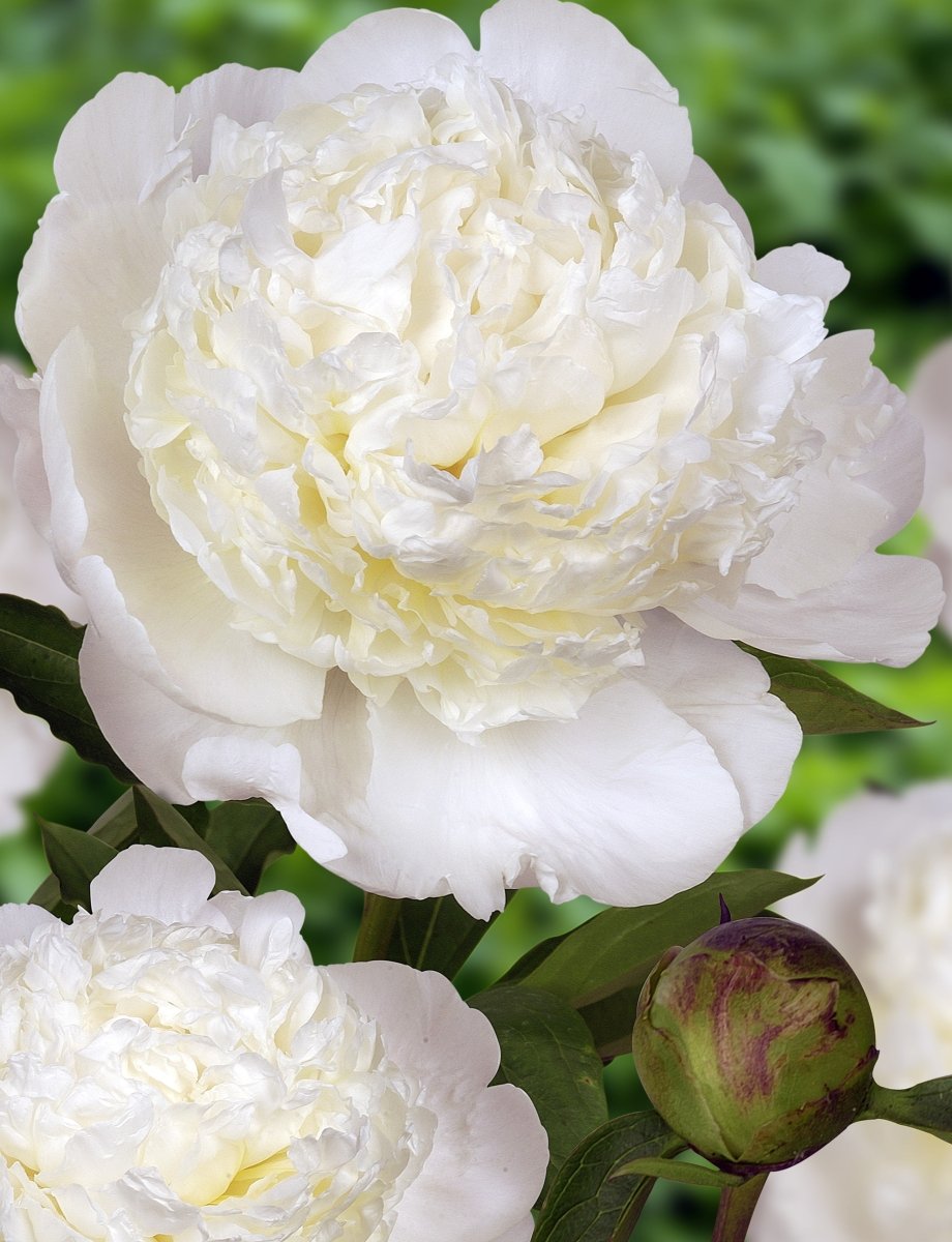 Peony - Bowl of Cream