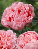 Peony - Etched Salmon