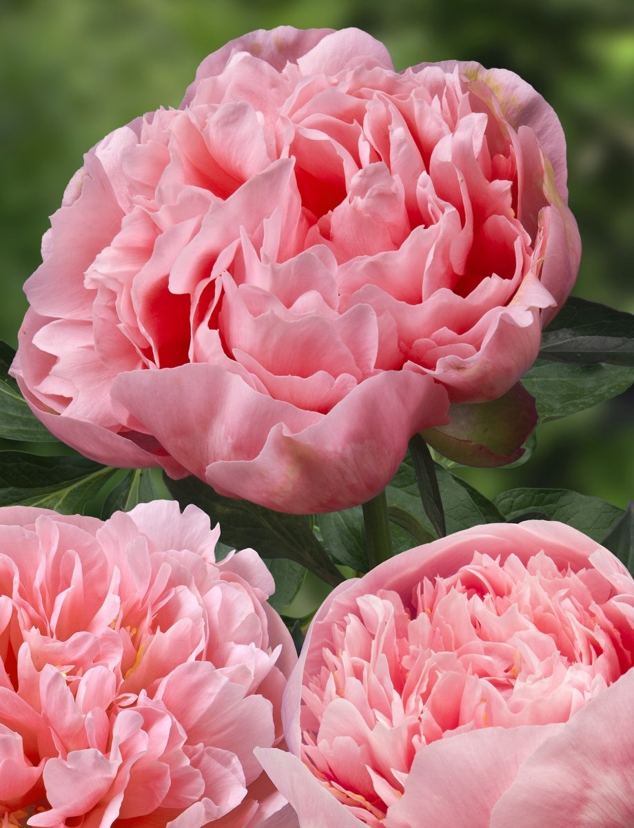 Peony - Etched Salmon