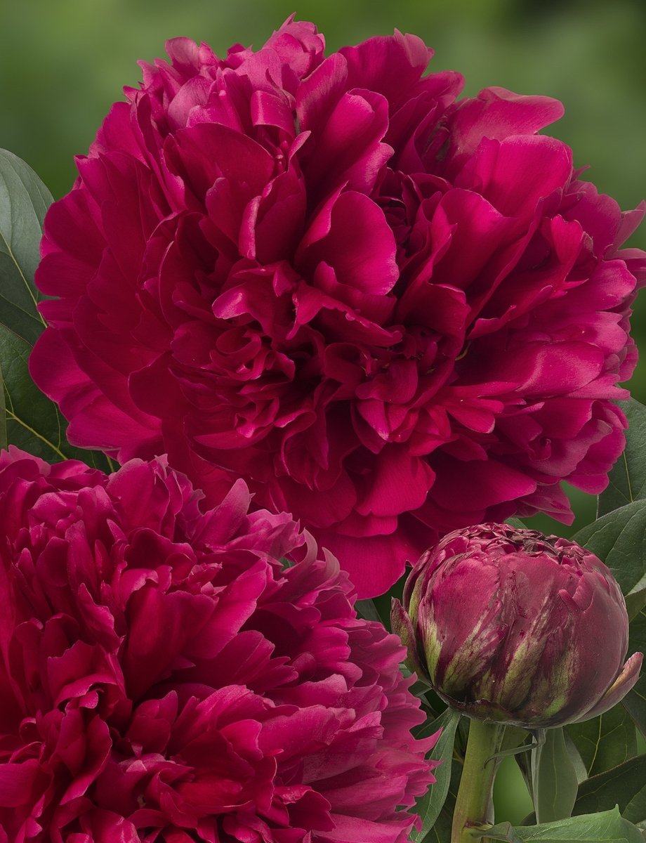 Peony - Red Magic