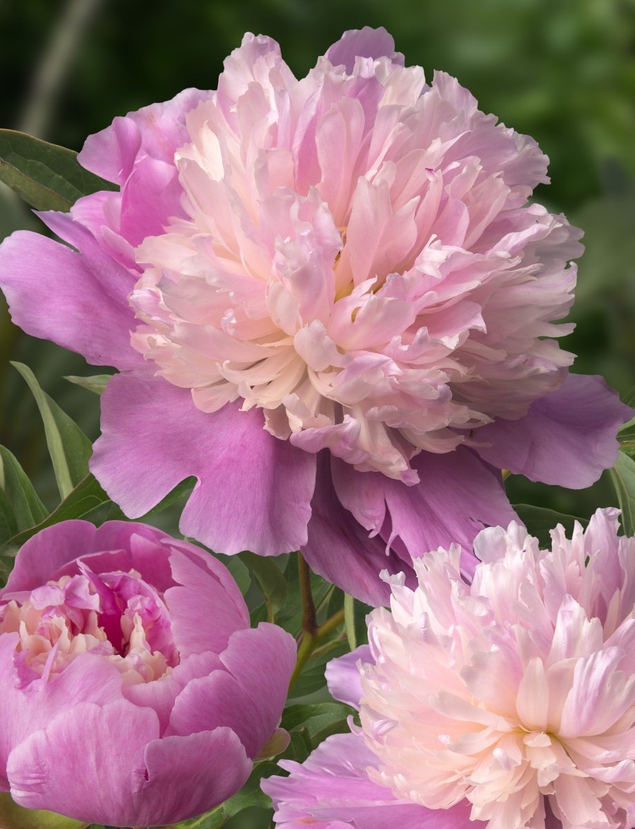Peony - Sorbet