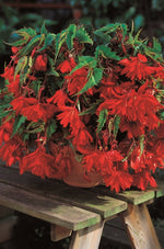 Begonia - Pendula Orange