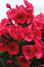 Phlox - Younique Red