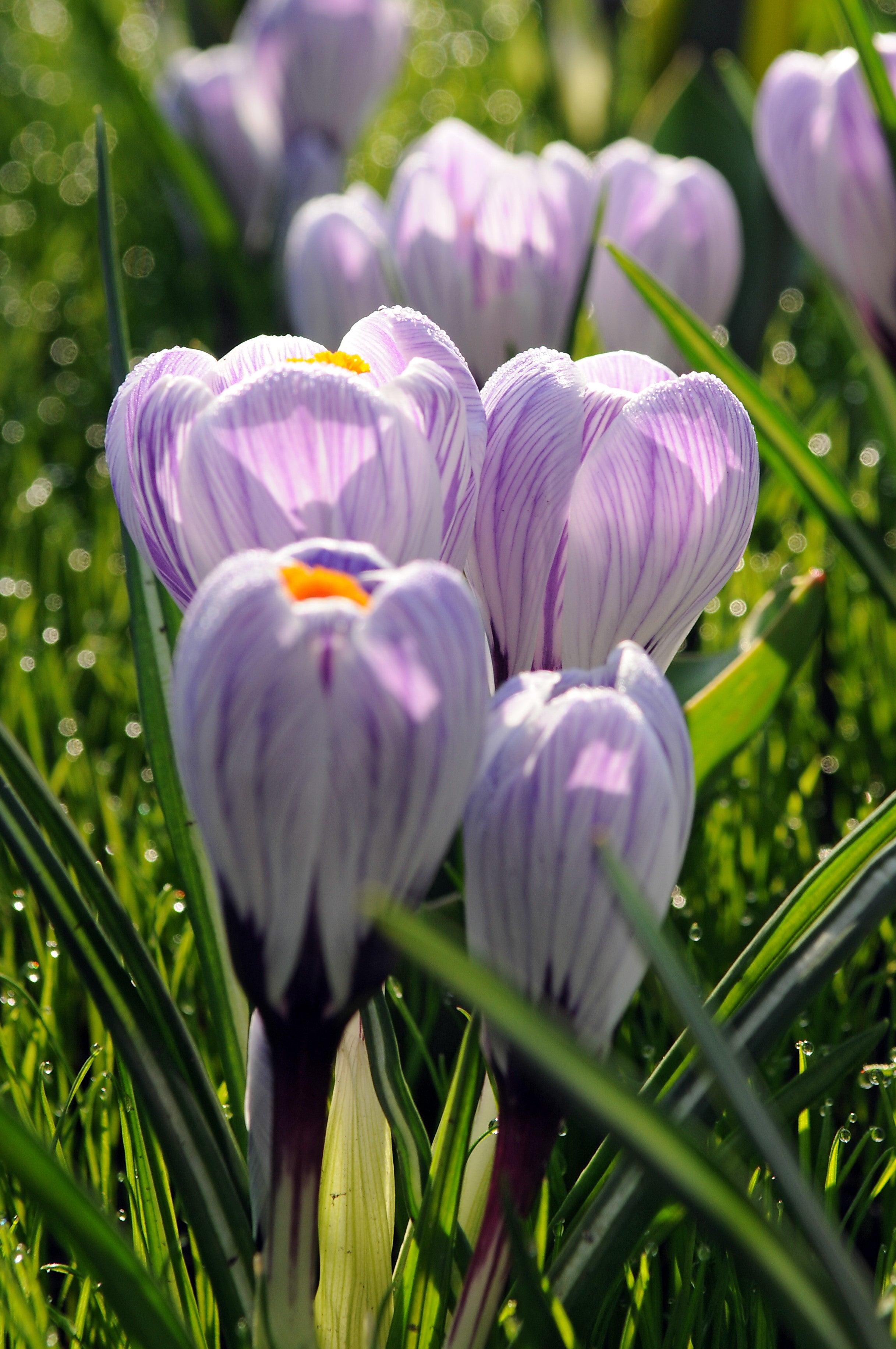 Delicate Pickwick crocus: purple and white petals bring spring charm.